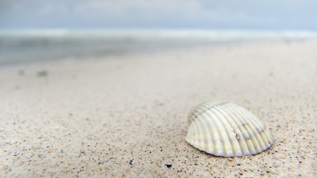 Empty beach with seashell on sand