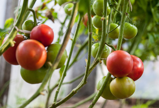 Tomatoes growing on a branch