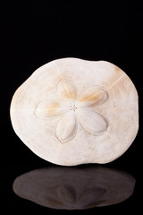 seashell of armor of the sea urchin on black background macro