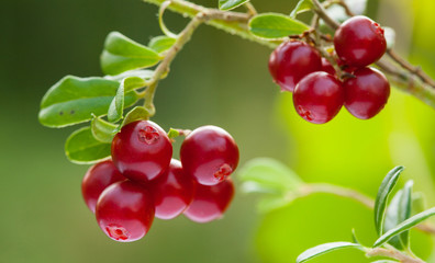 Ripe berries of cowberries growing in the forest