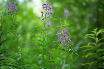 Beautiful flower for your design