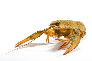 Crayfish isolated on white