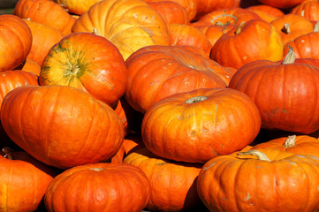 Orangerote Speisekürbisse