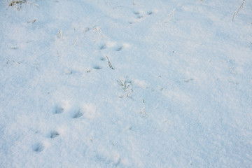 Fresh hare's tracks