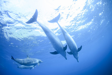 les dauphins vivant dans l& 39 île éloignée de Tokyo à 3 heures.