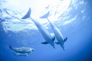 Crédence de cuisine en verre imprimé Dauphin les dauphins vivant dans l& 39 île éloignée de Tokyo à 3 heures.