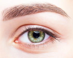 Fototapeta premium female eye zone and brows with day makeup