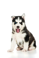 Cute husky puppy