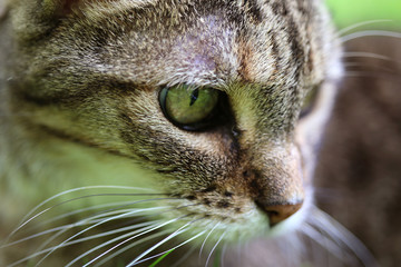 Chat