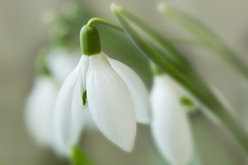 Obraz premium Snowdrop background