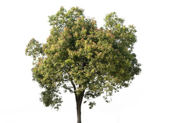 Beautiful green tree on a white background