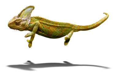 Colorful chameleon closeup isolated on white with shadow