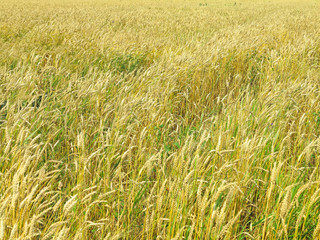 Endles yellow beautifull wheatfield in summer