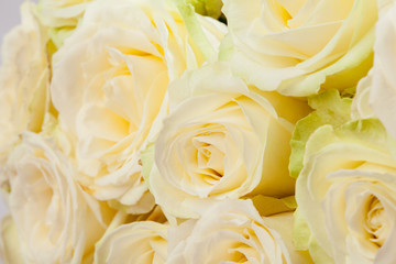 Beautiful roses background