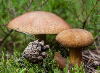 Boletus