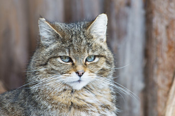 Europäische Wildkatze, Felis silvestris silvestris