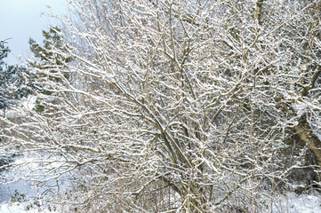 Snow covered trees in winter