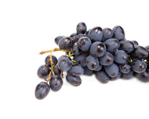 Branch of black ripe grapes.