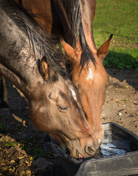 Two horses drinking water in bucket, close up