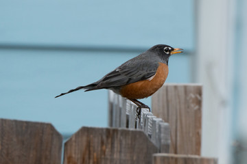 American Robin