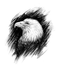 Eagle. Realistic graphic drawing.