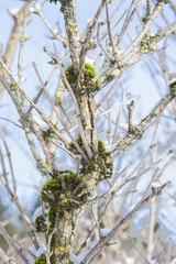 Closeup of moss on a bare tree
