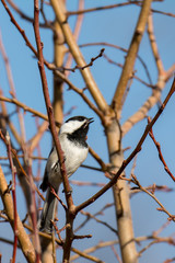 Obraz premium Singing Chickadee