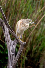 Squacco Heron