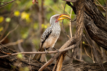 Yellow Hornbill