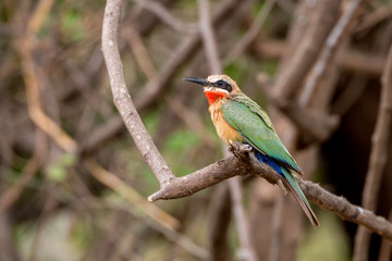 White Fronted Bee Eater