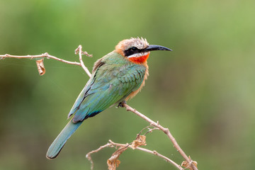 Blue Fronted Bee Eater