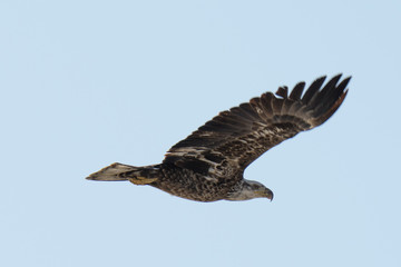 Young Bald Eagle