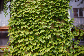 Wall covered with foliage of ivy. Natural green background.