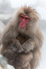 雪の中のダンディなニホンザル Japanese monkey which nestles in snow