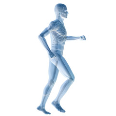 3D human male anatomy isolated