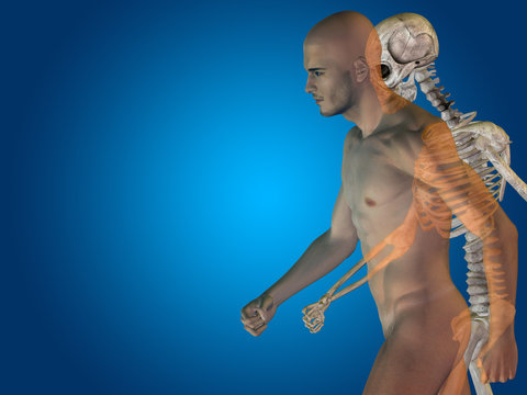 Conceptual Anatomy human body