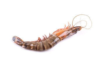 Fresh tiger shrimp