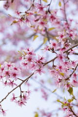 Obraz premium Himalayan cherry blossom, outdoor pink Sukura or Cherry Blossom