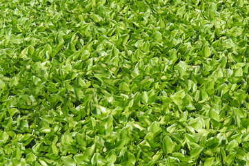Water hyacinth float on the water