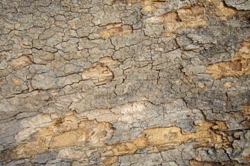 Tree bark background