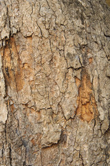 Tree bark background