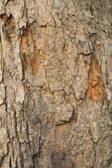 Tree bark background