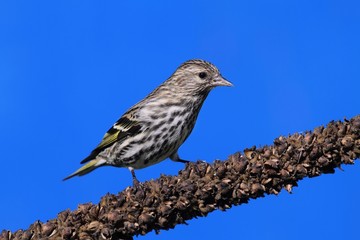 Pine Siskin (Carduelis pinus) on a perch