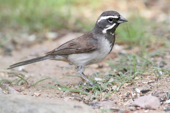 Black-throated Sparrow (Amphispiza bilineata)