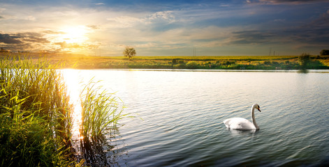 Swan at sunset