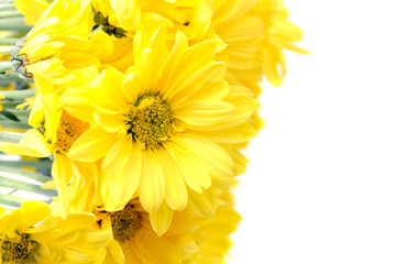 Yellow Daisies