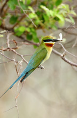 A beautiful Blue tailed bee eater with moth