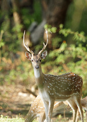 Cheetal deer © Dr Ajay Kumar Singh