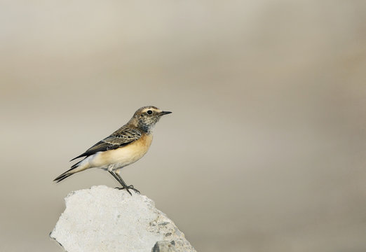 Pied Wheatear