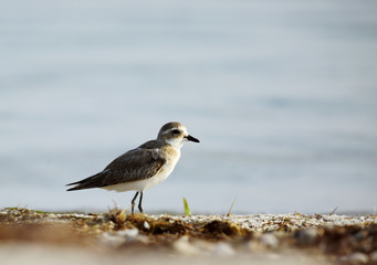 Greater sand plover in the coast of Bahrain